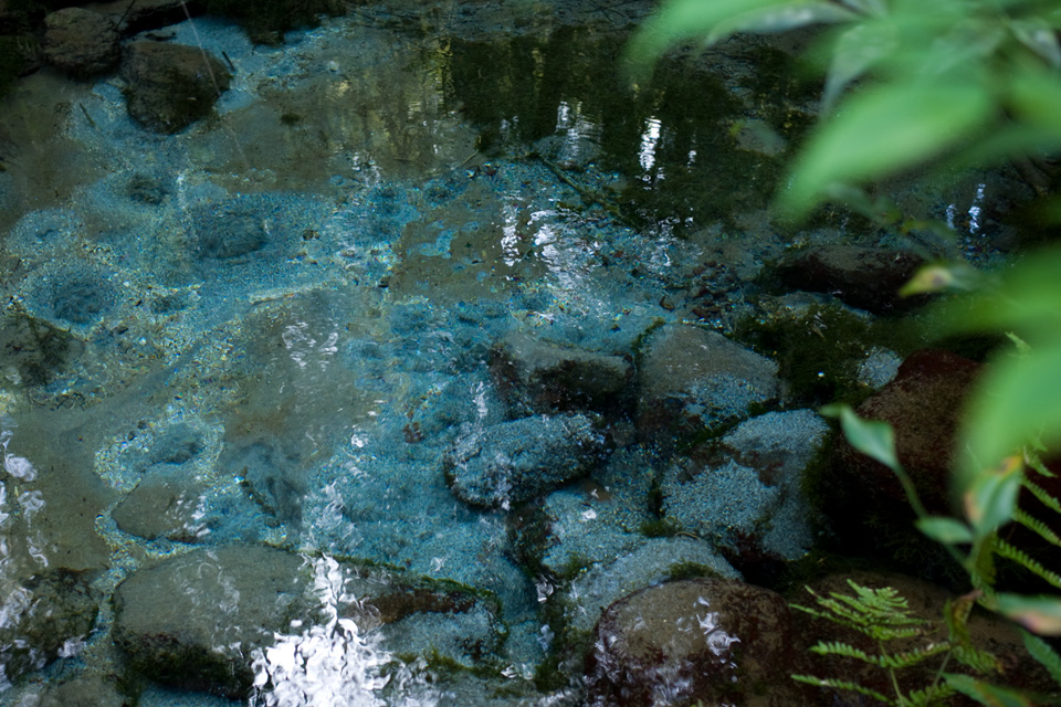 霧島山の澄みきった湧水 「熊野神社」湧水町