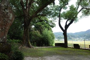 若宮神社の大木-鹿児島県日置市東市来町