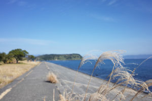 すすきと海-知林ヶ島/指宿市