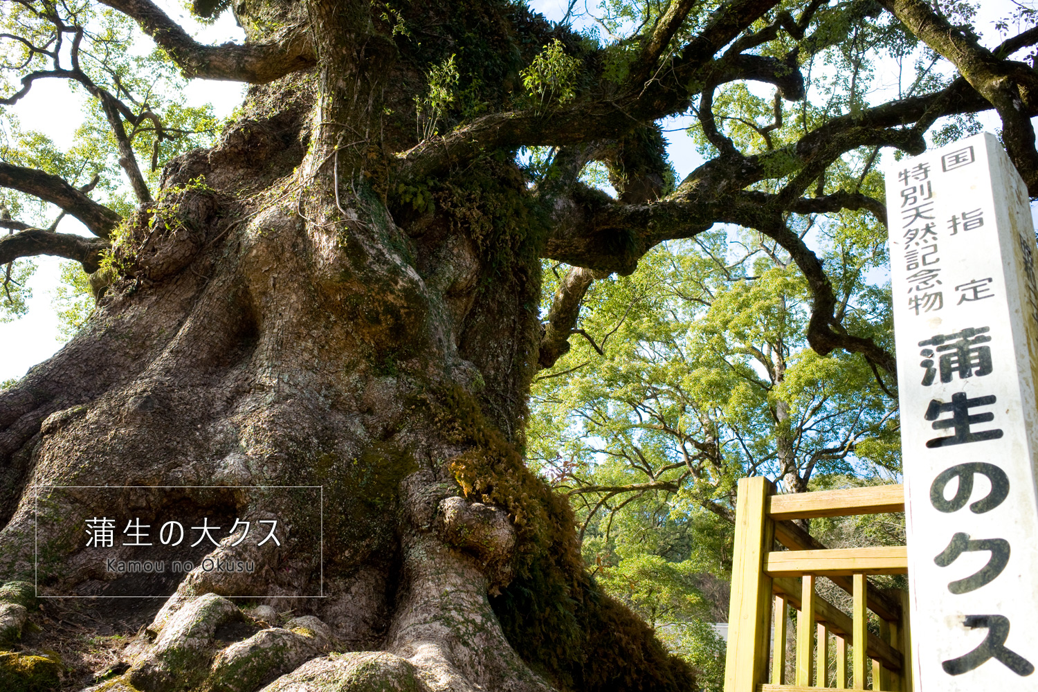 日本一の巨樹「蒲生の大クス」蒲生八幡神社/姶良市蒲生