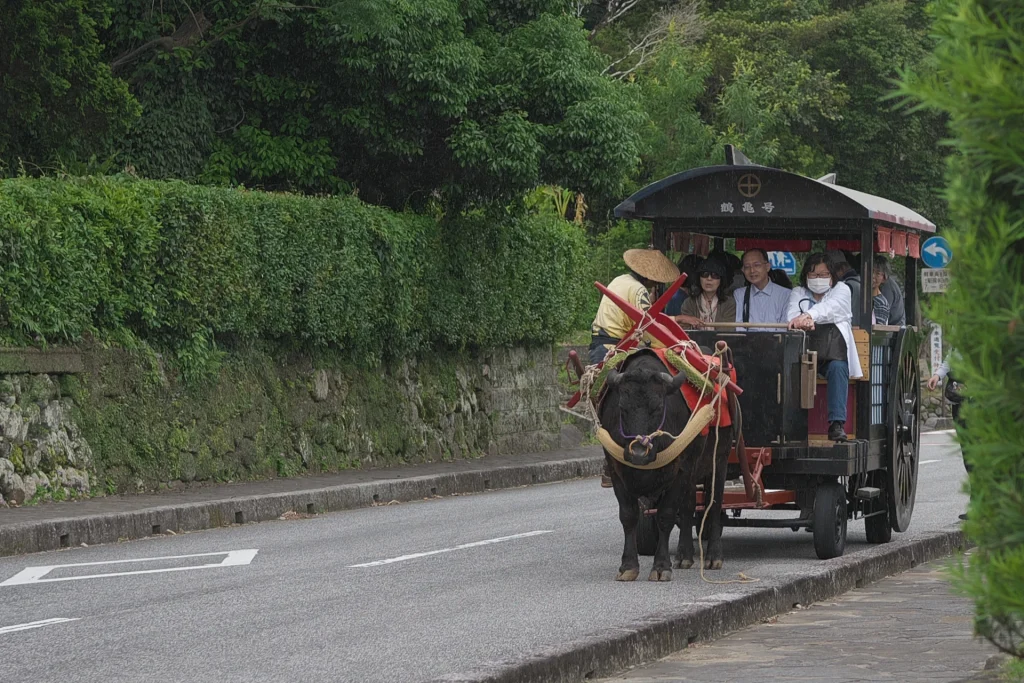 観光牛車１ 出水麓武家屋敷群　鹿児島県出水市